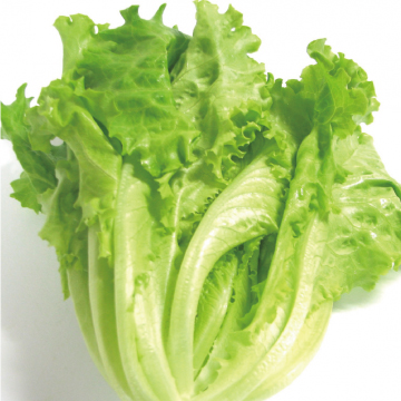 レタス